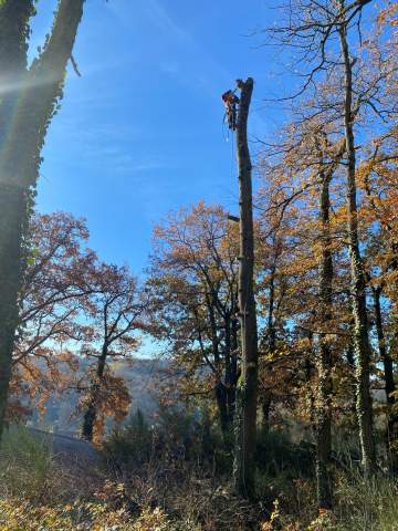 Elagage au Domaine Pichard à Soublecause dans les Hautes-Pyrénées