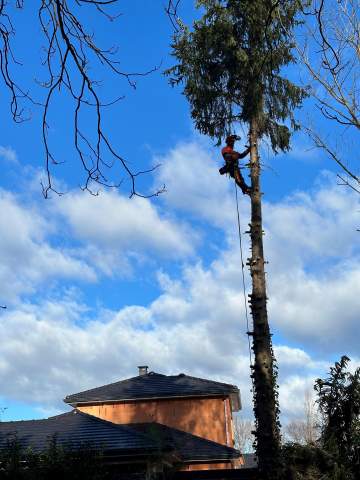 Abattage d'arbre par démontage près de Tarbes