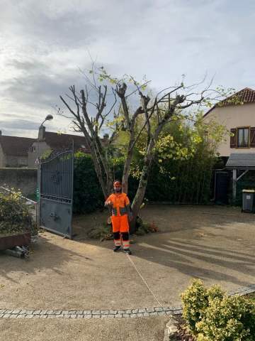 Elagage d’un arbre de Judée à Tarbes