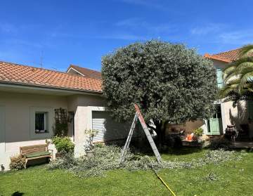 taille d un olivier dans un jardin à tarbes