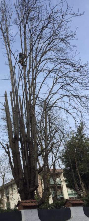 Élagage d’arbres au bord d'une clôture à Pau 