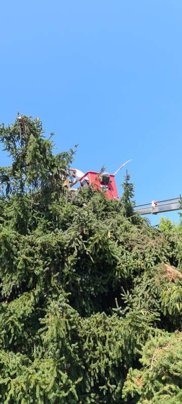 Intervention d'élagage à proximité de Tarbes dans les Hautes-Pyrénées