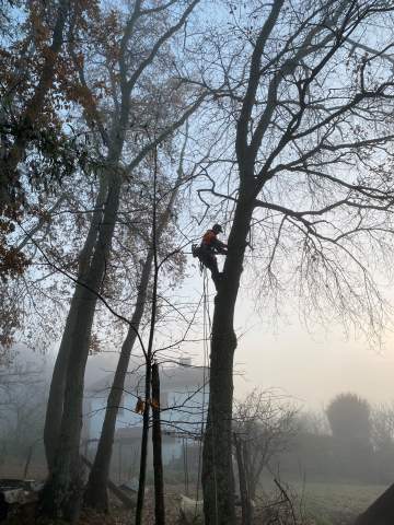 Elagage au Domaine Pichard à Soublecause dans les Hautes-Pyrénées