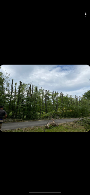 Elagage d'arbres en Hautes-Pyrénées