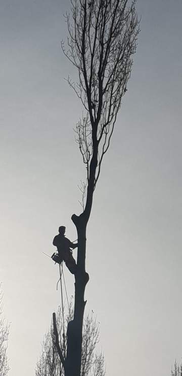 Élagage d'arbre en Hautes-Pyrénées