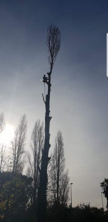 Élagage d'arbre en Hautes-Pyrénées