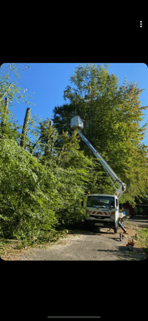 Élagage d'arbre avec nacelle élévatrice blanche (type camion) au milieu d'une végétation dense, ciel bleu.