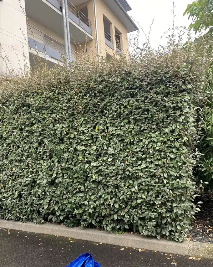 Haie dense à feuilles persistantes, probablement de l'Elaeagnus, devant un immeuble moderne à façades beige.