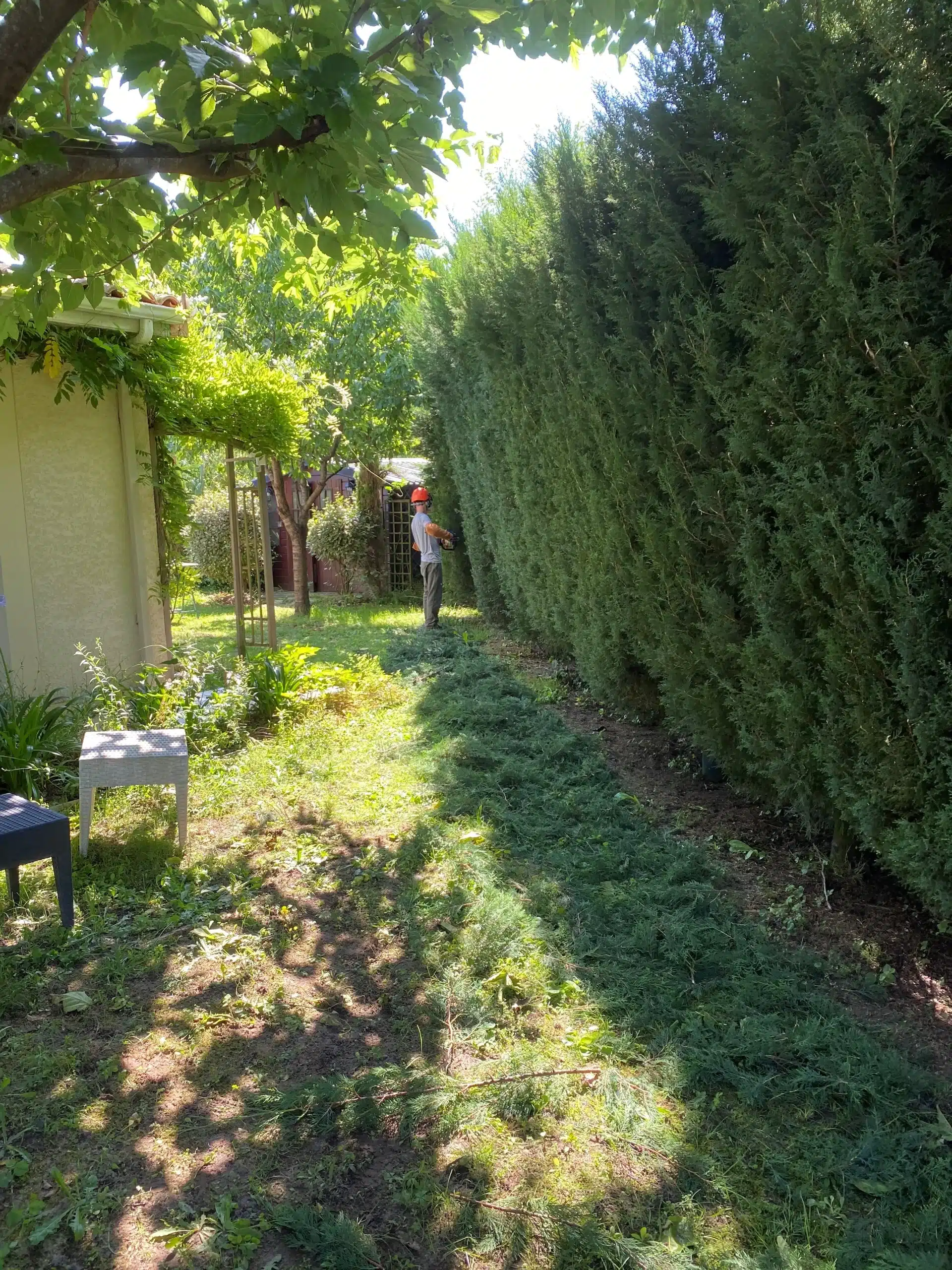 Un jardinier avec un casque orange taille une haute haie de conifères avec un taille-haie, des débris verts jonchent le sol.