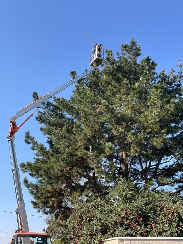 Élagage professionnel de pin : arboriste en nacelle. Élagueur en nacelle élévatrice coupe la cime d'un grand pin sous ciel bleu. Travail professionnel en hauteur sécurisé.