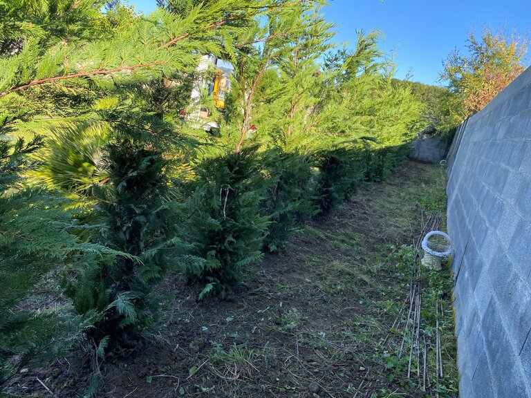 Plantation de thuyas alignés le long d'un mur de parpaings gris, avec de la végétation en arrière-plan sous un ciel bleu.