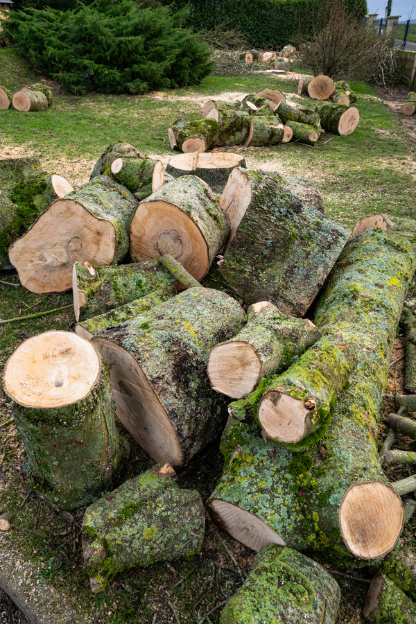 Gros tas de rondins de bois coupés et recouverts de mousse et lichen sur une pelouse verte.