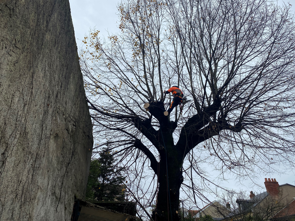 Abattage d'arbre à Tarbes