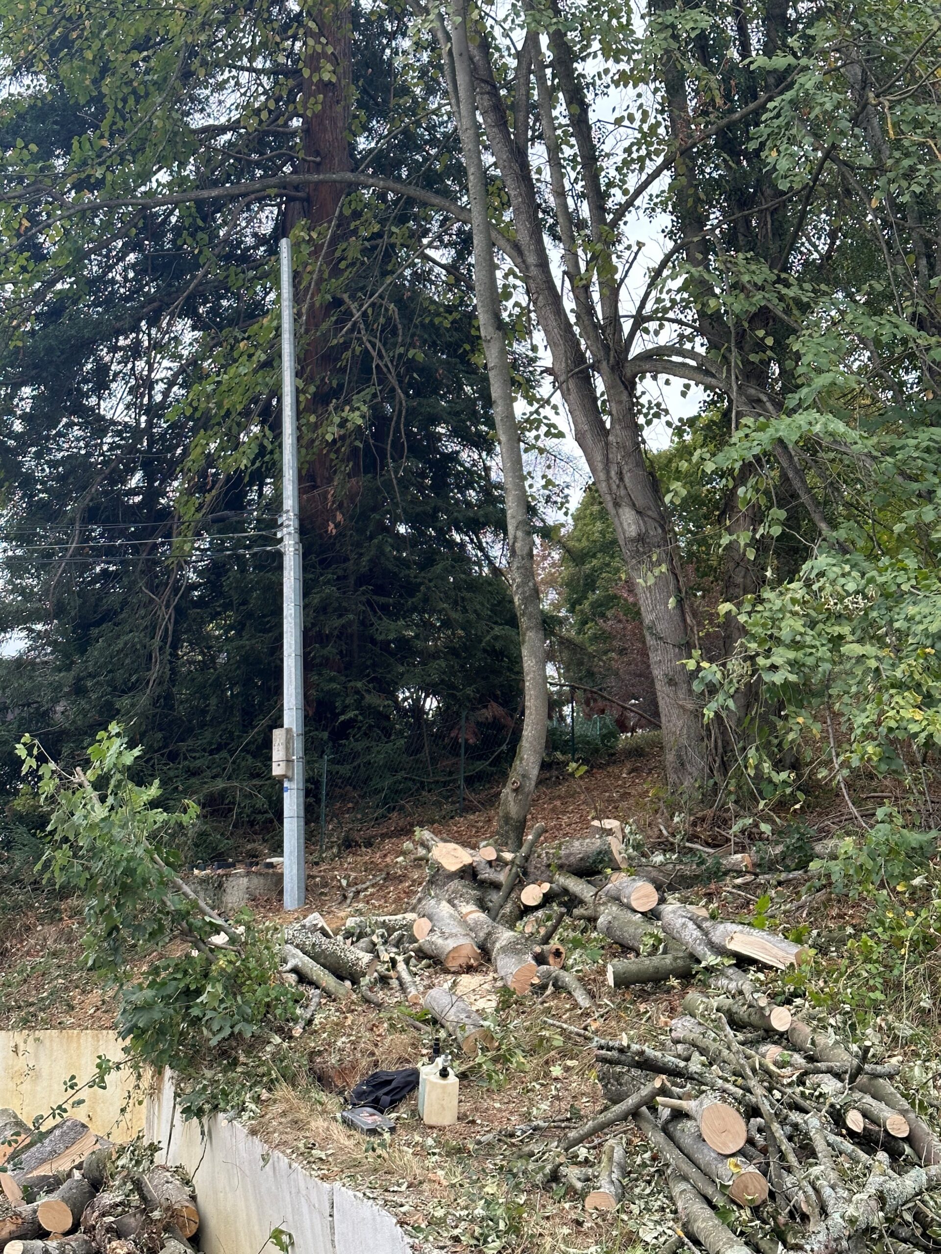 Abattage d'arbres près de Tarbes