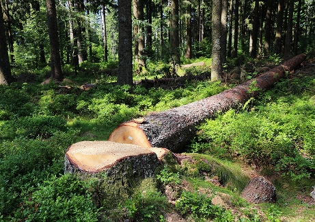 Abattage d'arbre en forêt : tronc coupé et nature verdoyante Gros tronc d'arbre fraîchement coupé dans une forêt dense avec une végétation luxuriante et des rayons de soleil filtrant.