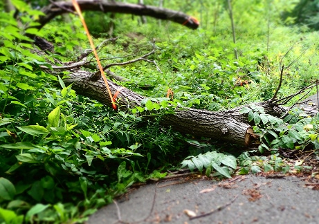 Bûche d'arbre bloquant un sentier envahi de verdure Bûche d'arbre coupée bloquant un chemin pavé, entourée d'une végétation verte dense et marquée par une corde orange.