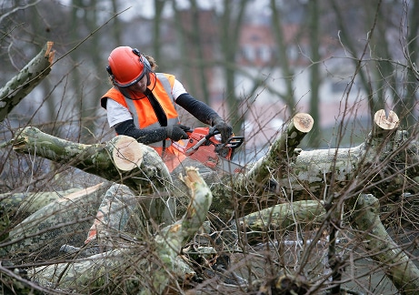 Bûcheron au travail : élagage et coupe de bois Bûcheronne en casque orange et gilet haute visibilité utilisant une tronçonneuse pour couper de grosses branches coupées au premier plan.