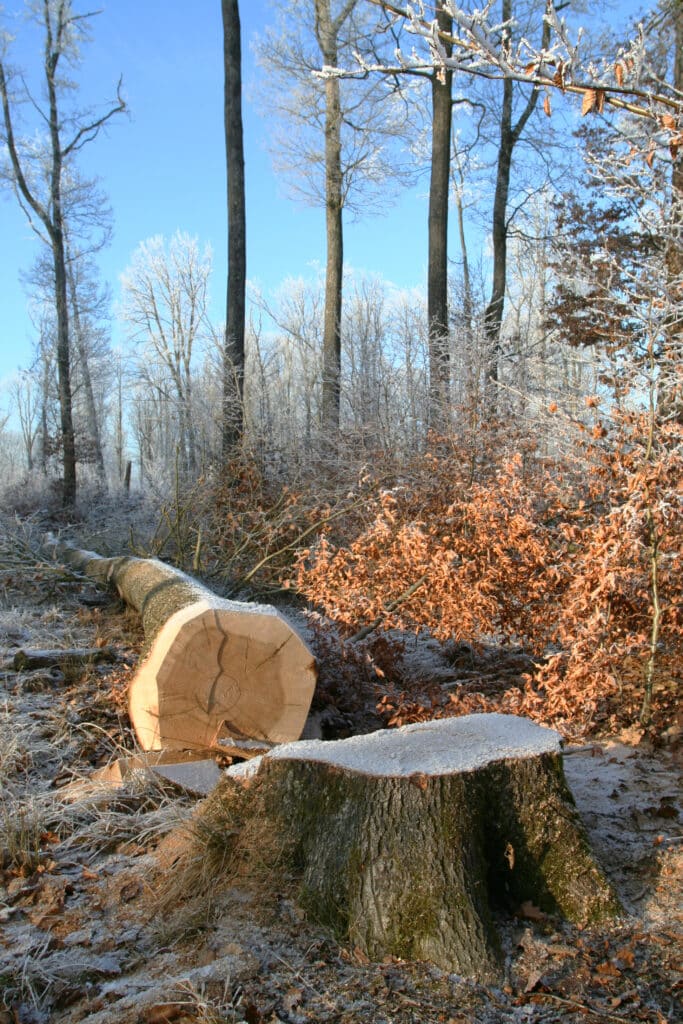 Forêt d'hiver : coupe de bois et givre matinal Chute d'arbre en forêt sous un ciel bleu clair, avec givre sur les branches et sciure sur la souche et le tronc coupé.