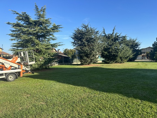 elagage-conifere-hautes-pyrennees-2