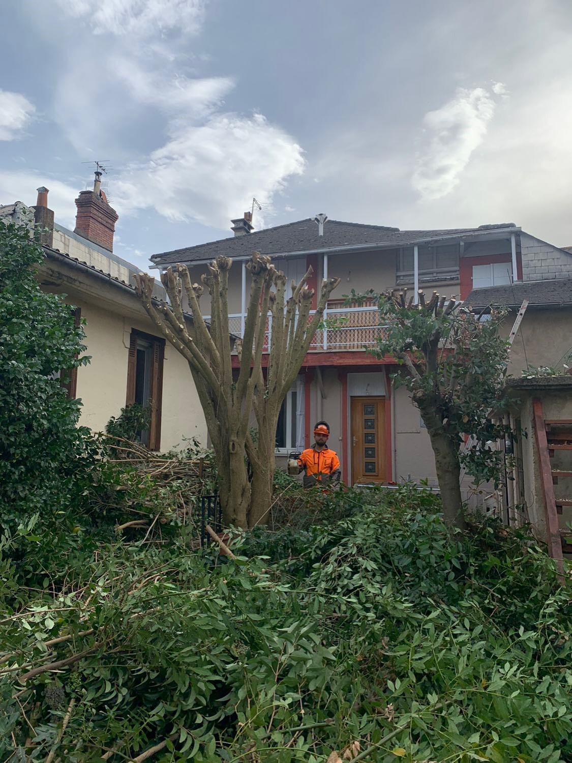 Elagage de lauriers à Tarbes