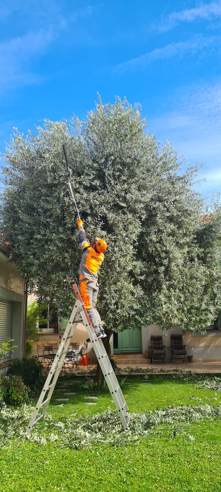 Élagage d'un olivier par un arboriste STIHL en tenue orange et gris, utilisant une perche sur un escabeau, avec des branches coupées au sol.