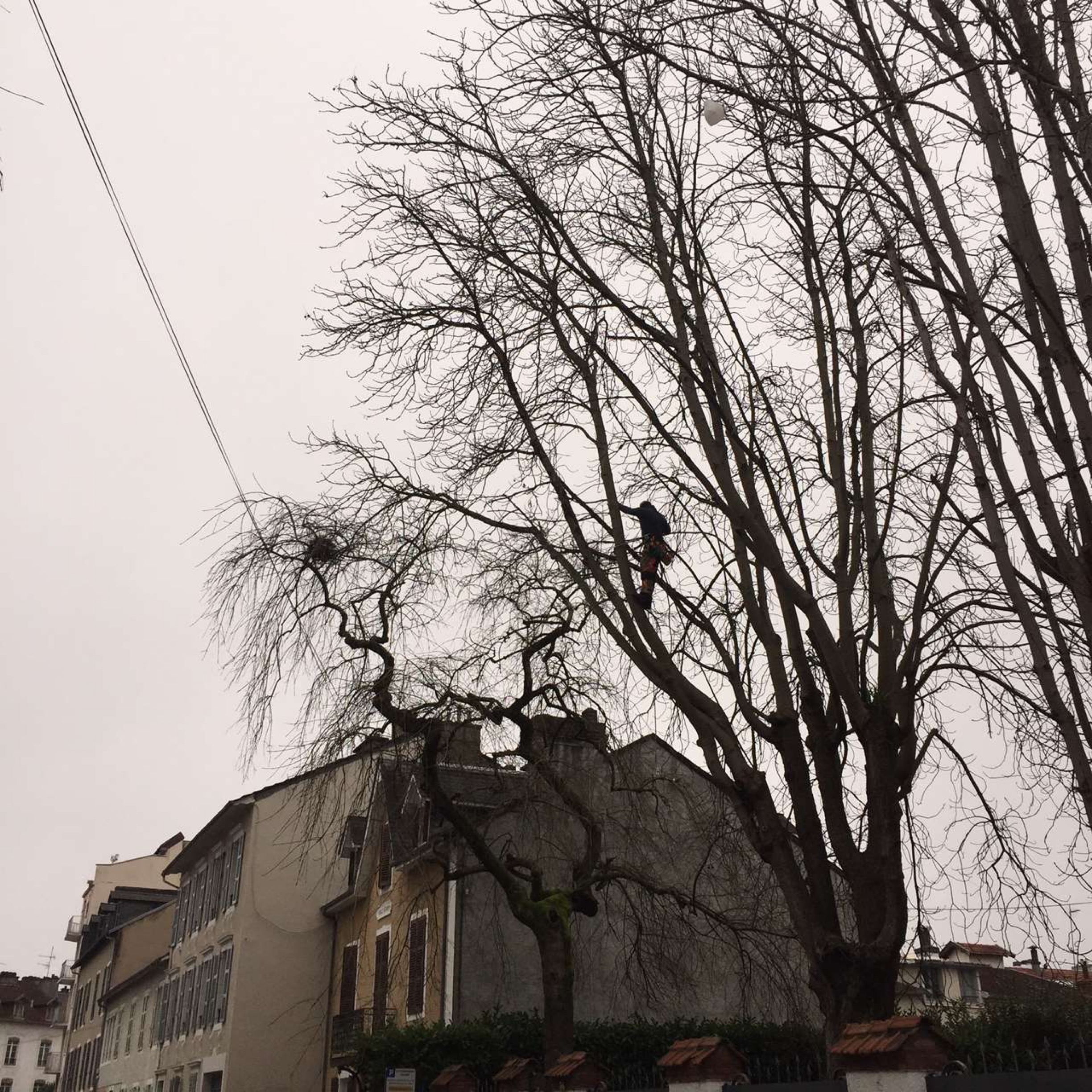 Élagage d’arbres au bord d'une clôture à Pau