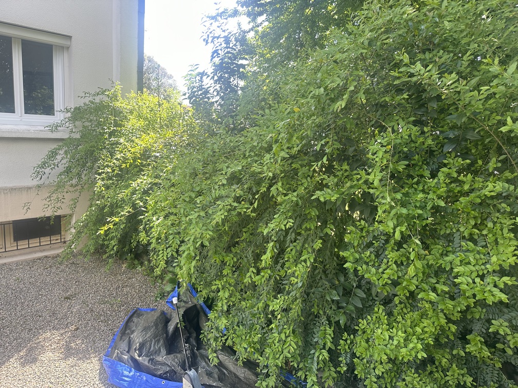 Gros buisson vert luxuriant devant un mur blanc de bâtiment avec une fenêtre et une petite ouverture grillagée, une bâche bleue au sol.