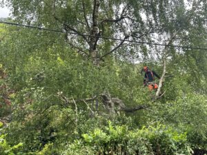Arboriste élagueur en équipement de sécurité orange travaillant dans un grand bouleau près de câbles électriques, sous un ciel gris.