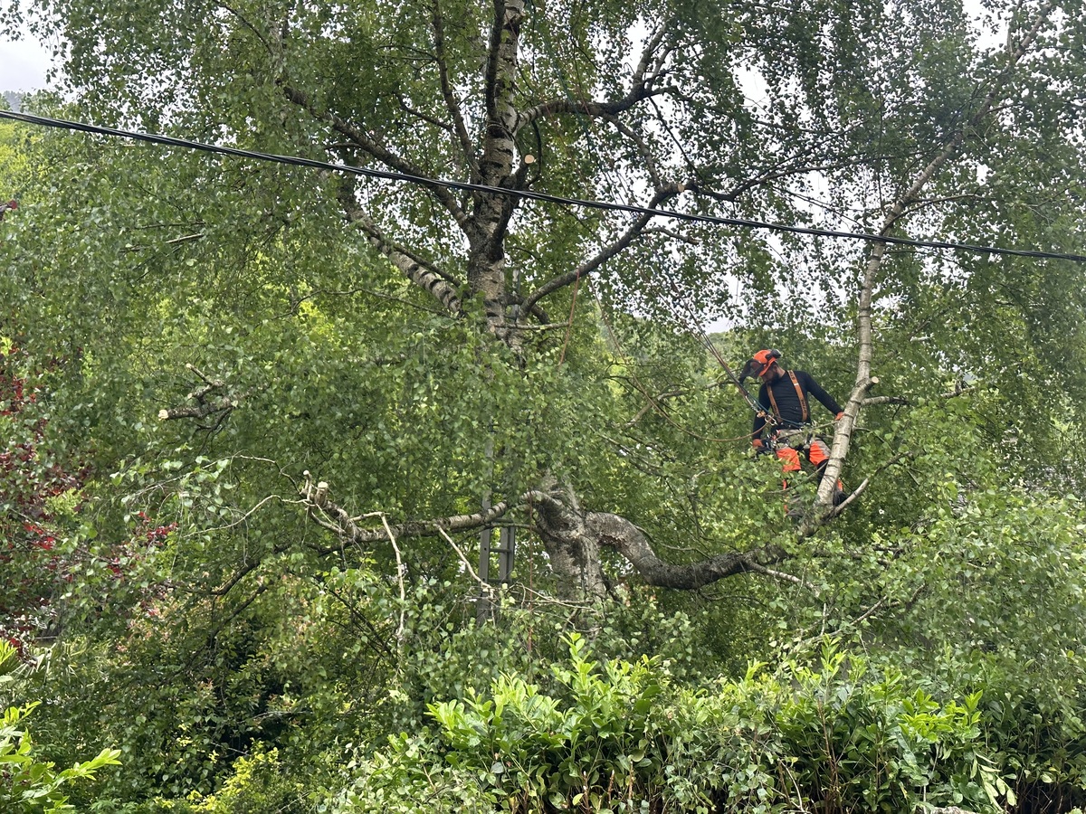 Arboriste élagueur en équipement de sécurité orange travaillant dans un grand bouleau près de câbles électriques, sous un ciel gris.