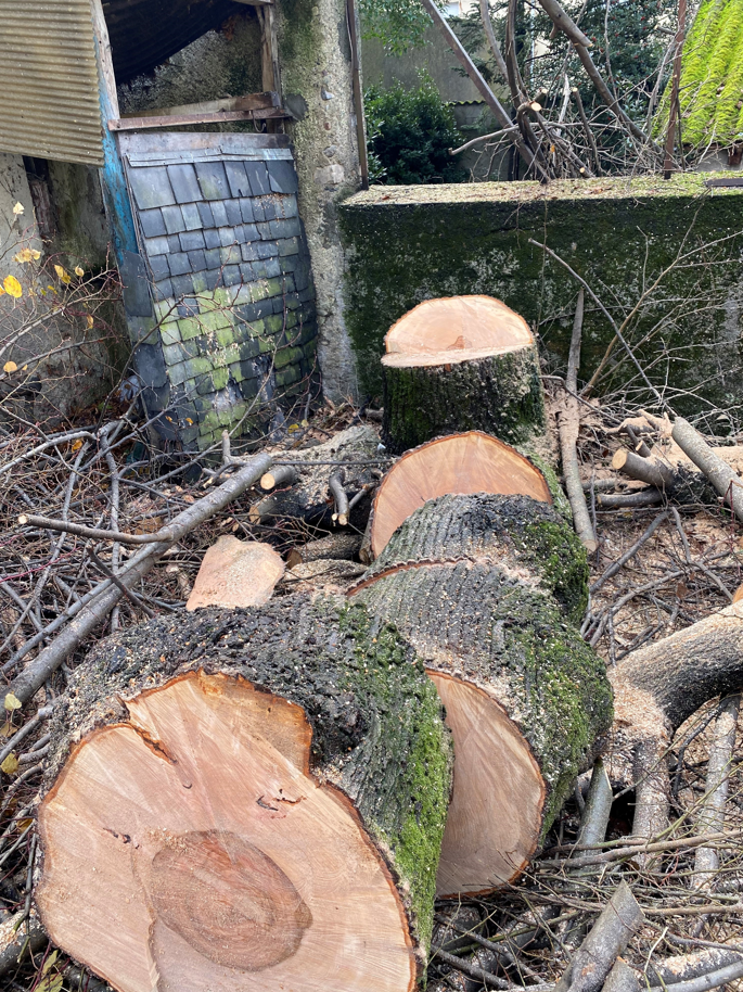 Gros tronc d'arbre récemment coupé en plusieurs sections, avec de la sciure et des branches au sol près d'une structure délabrée.