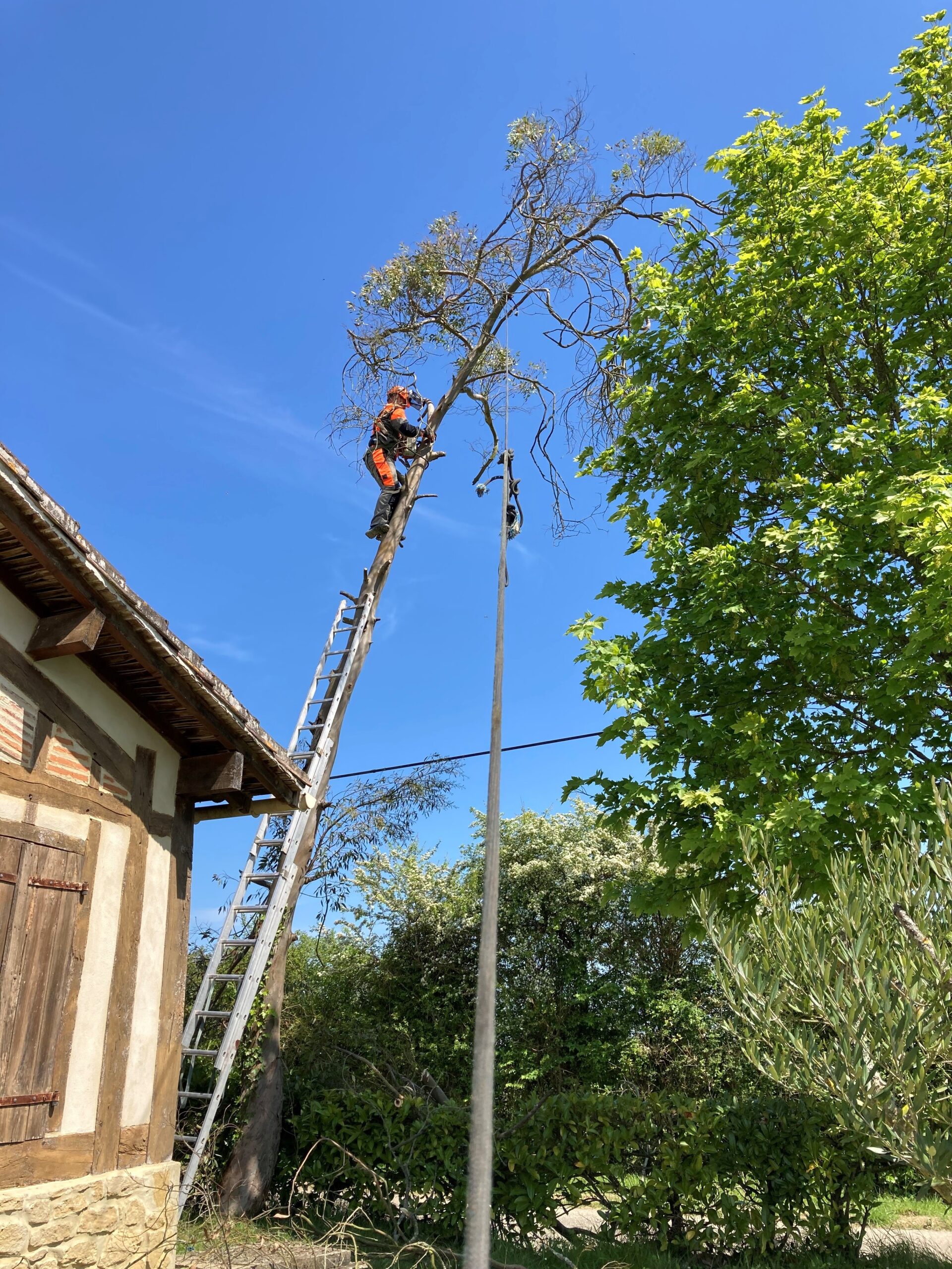 Elagage et abattage d&rsquo;un eucalyptus dans le Gers