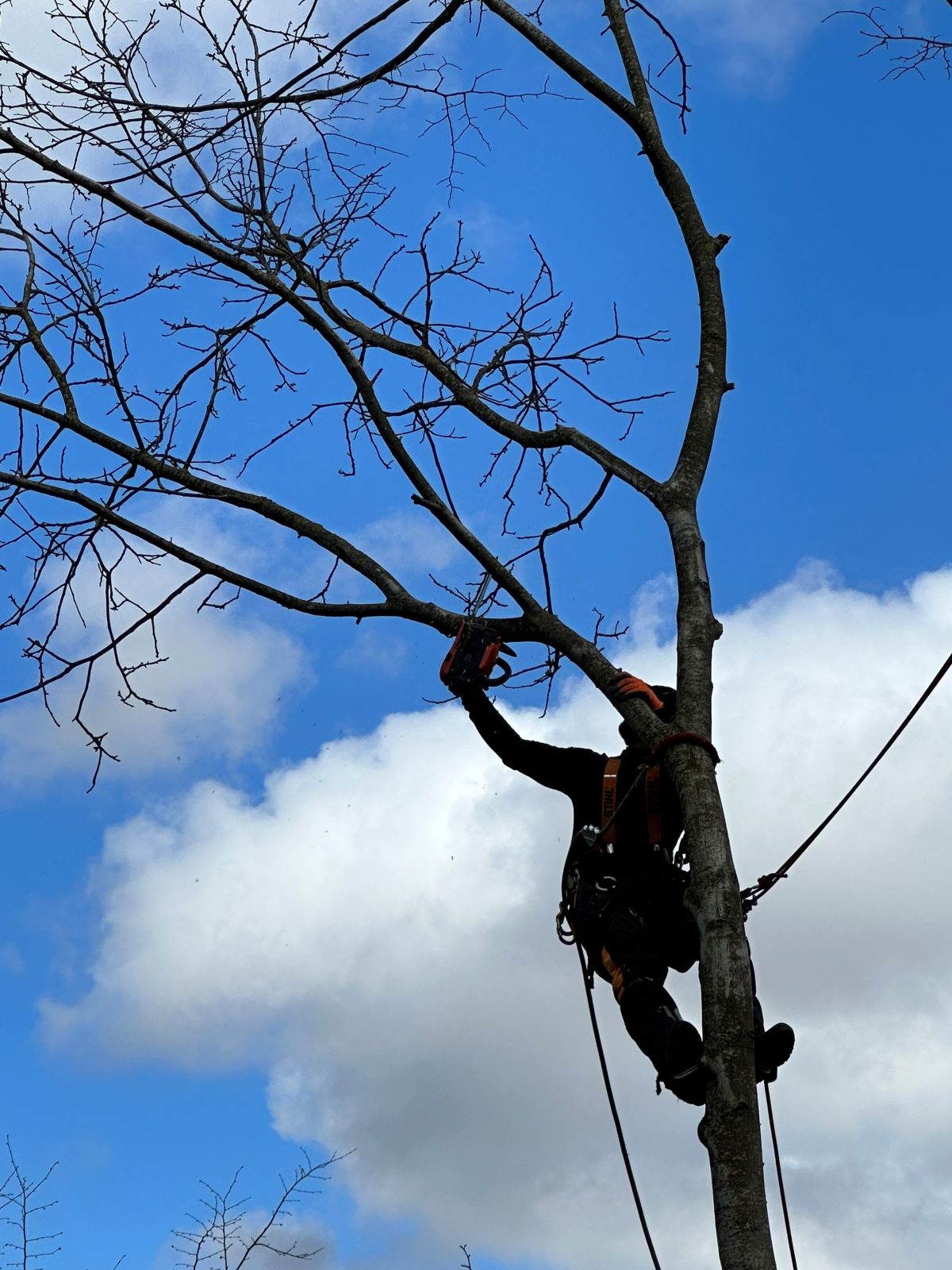 Intervention élagage à juillan 65