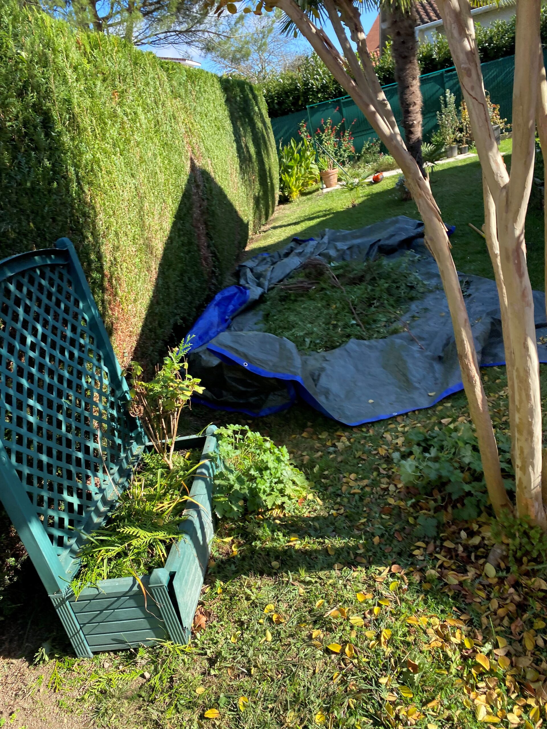 Tonte de haie : débris végétaux sur bâche grise et bleue, jardinière verte renversée, herbe verte et feuilles jaunes au soleil.