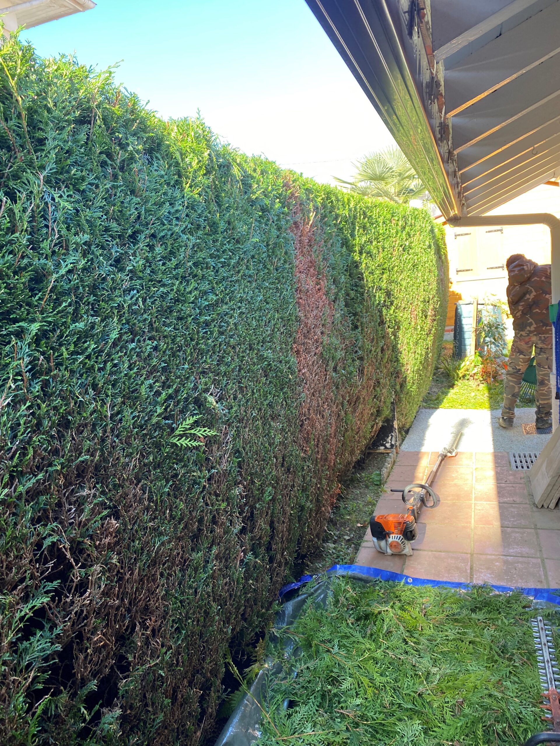 Taille de haies à Tarbes