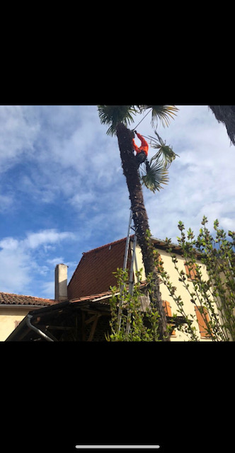 Élagueur grimpe en haut d'un palmier élancé, harnaché, avec une échelle appuyée contre le tronc, devant des maisons aux toits de tuiles rouges.