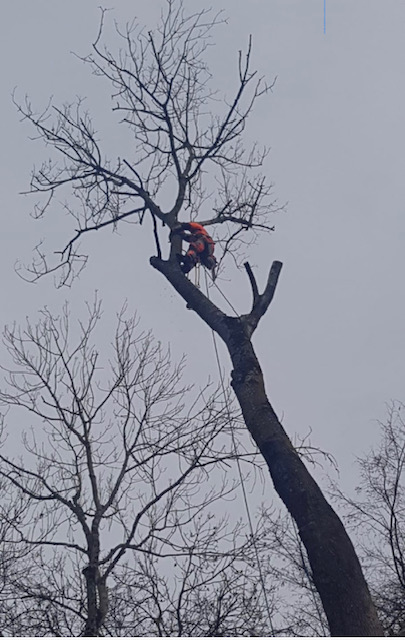 Arboriste élagueur en tenue orange travaillant en hauteur sur un grand arbre dénudé par temps gris, sécurisé par des cordes.