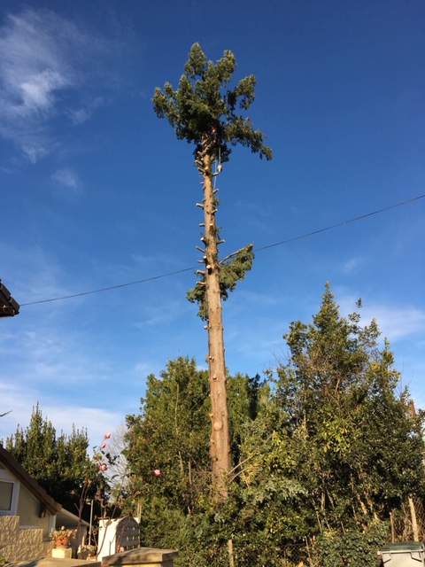 Arboriste élaguant un grand pin au sommet, avec des branches coupées le long du tronc, sous un ciel bleu dégagé.