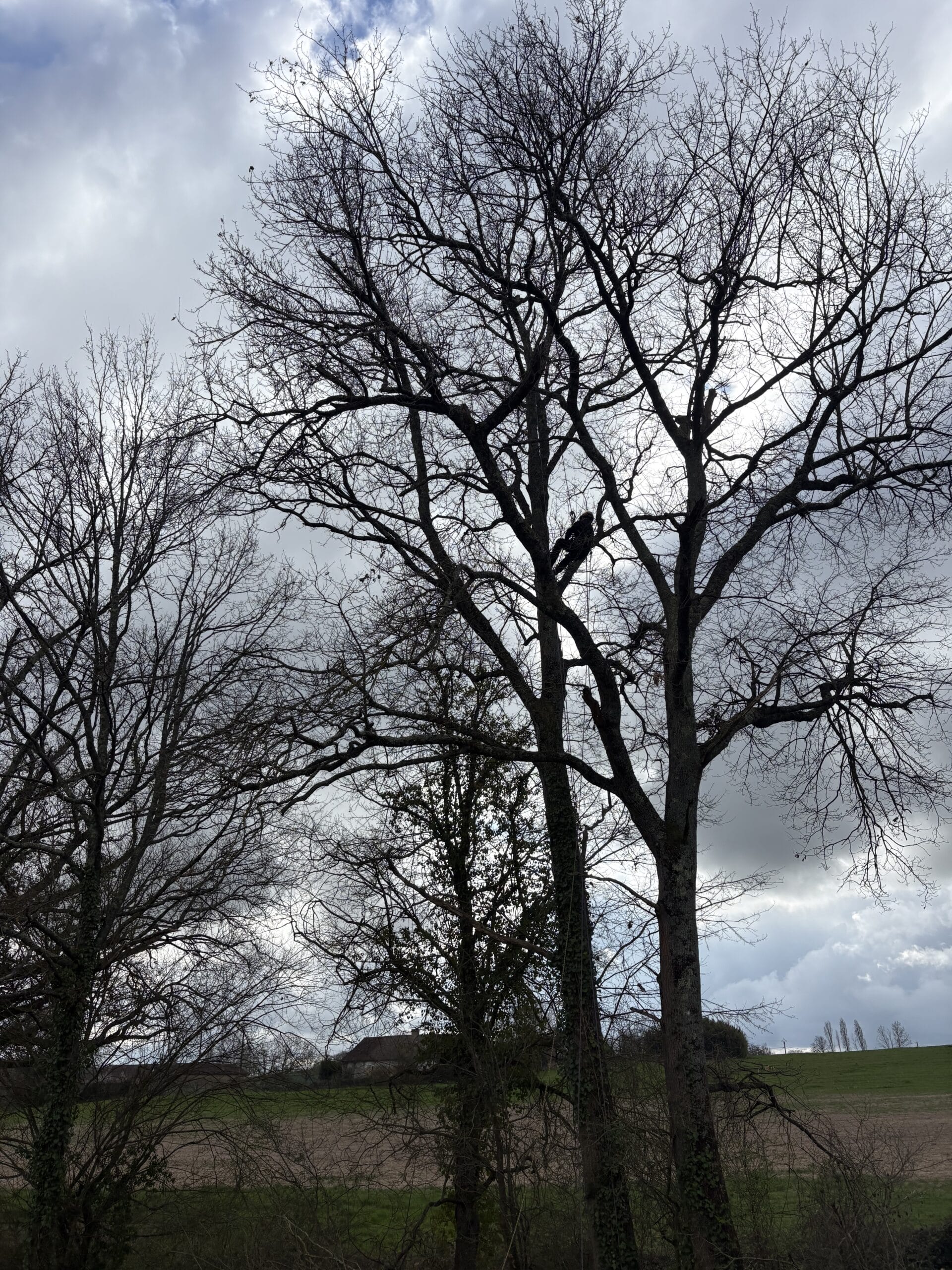 Silhouettes d'arbres dénudés avec un grimpeur élagueur dans les branches sous un ciel gris de campagne.