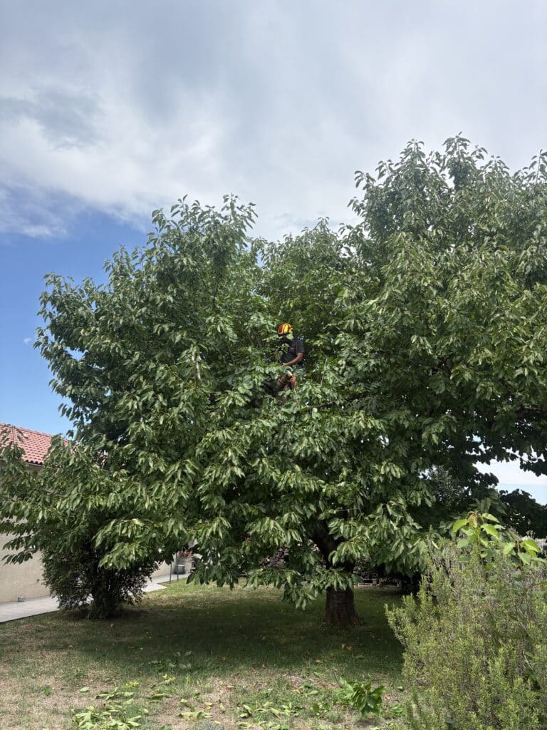 Élagage professionnel d'un grand arbre feuillu par un arboriste équipé d'un casque dans un jardin privé.